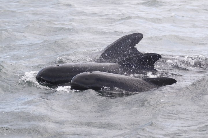 Three pilot whales swimming side by side in choppy gray water.