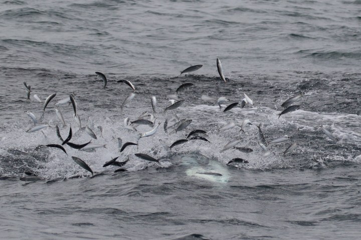 Clupeoid fish leap from the ocean, scattering in various directions above the water's surface.