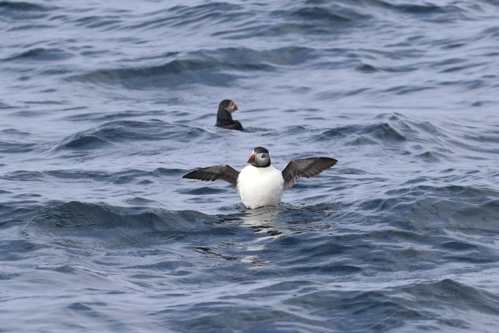 Puffin with open wings floating on the ocean surface, another puffin in background.