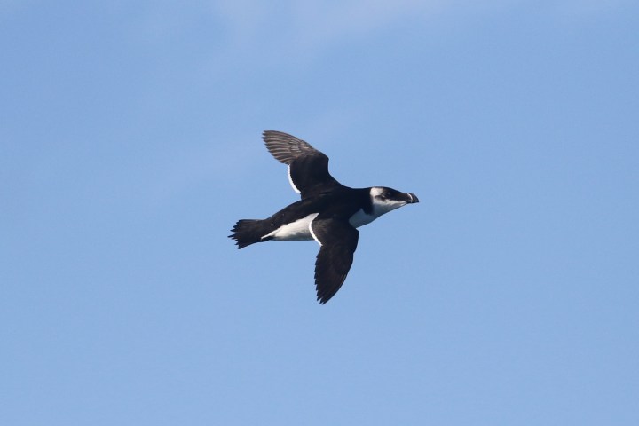 A razorbill flying against a clear blue sky.
