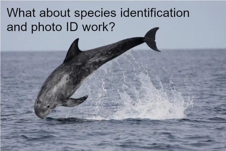 A leaping Risso's dolphin join us to learn about marine science.