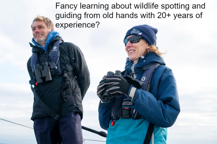 Duncan and Hannah searching for marine life onboard Shearwater 2