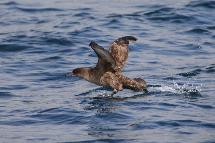 A sooty shearwater skimming over blue water with wings spread.
