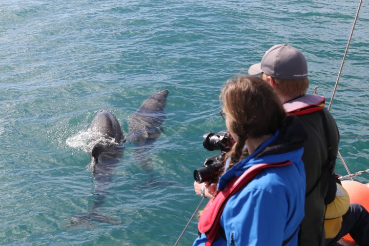 Two people our a boat taking photos of dolphins swimming nearby.