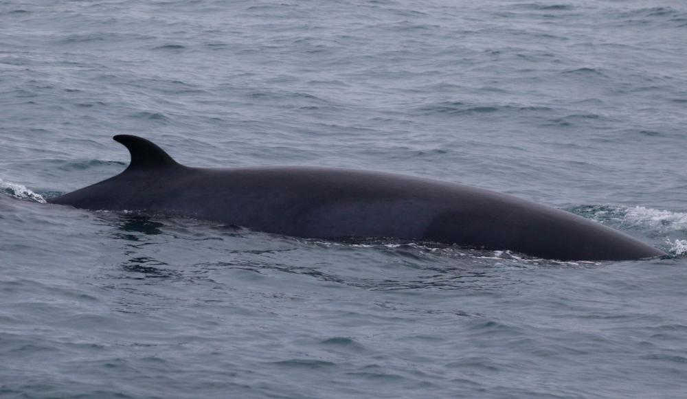 a whale swimming under water