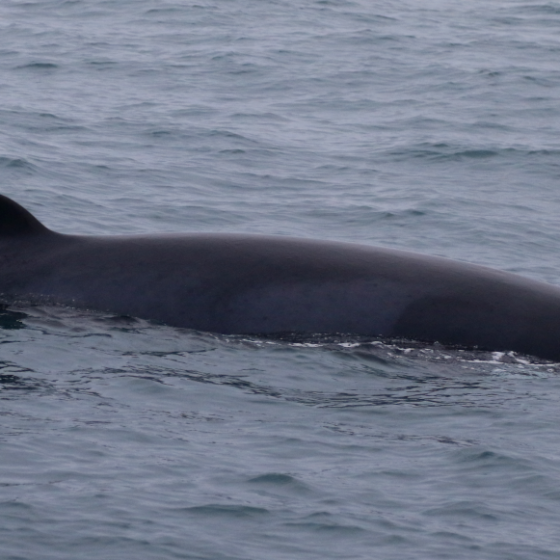 a whale swimming under water