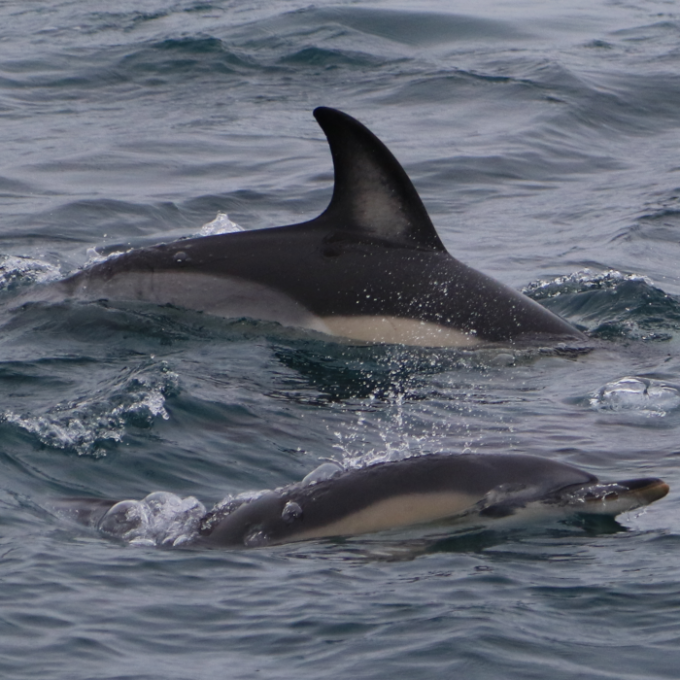 a dolphin swimming in a body of water