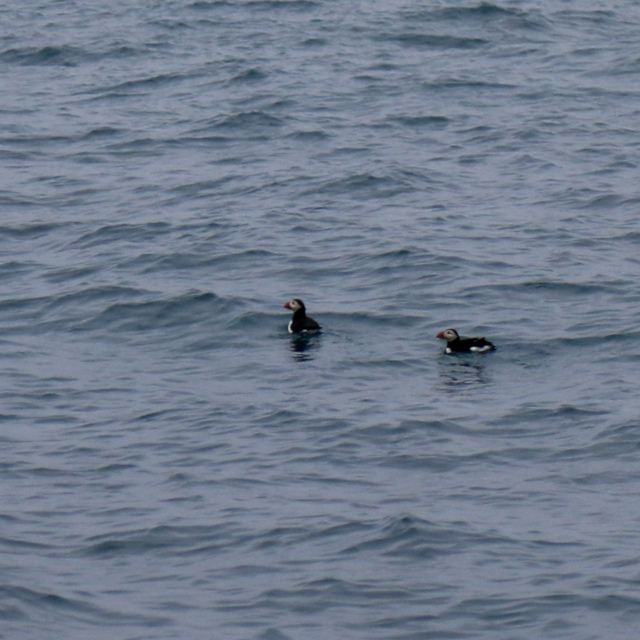 a bird swimming in water next to the ocean