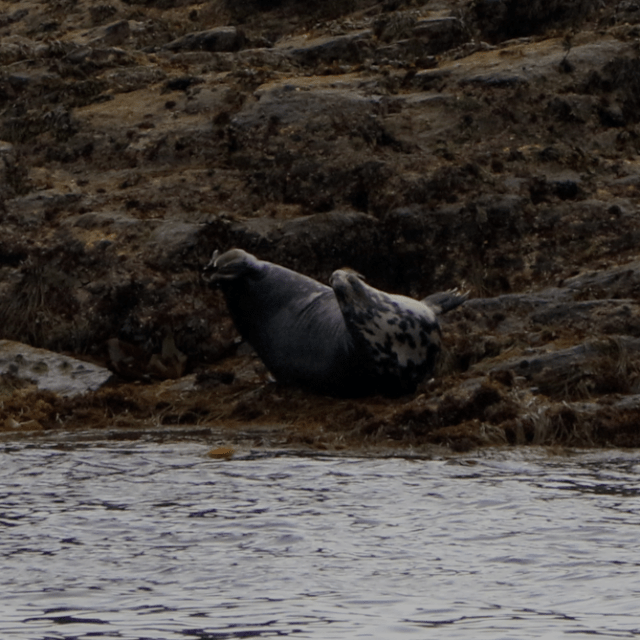 a sealon a rock in the middle of a body of water