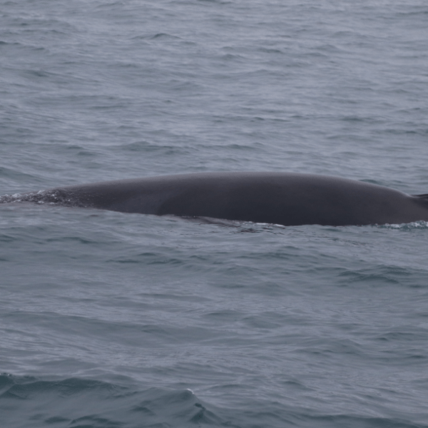 a whale swimming in the ocean