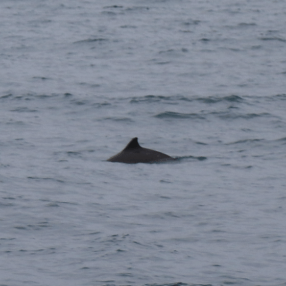 harbour porpoise swimming in a body of water