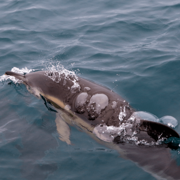 a dolphin swimming in a body of water