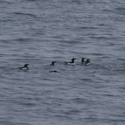 a flock of auks are swimming in a body of water