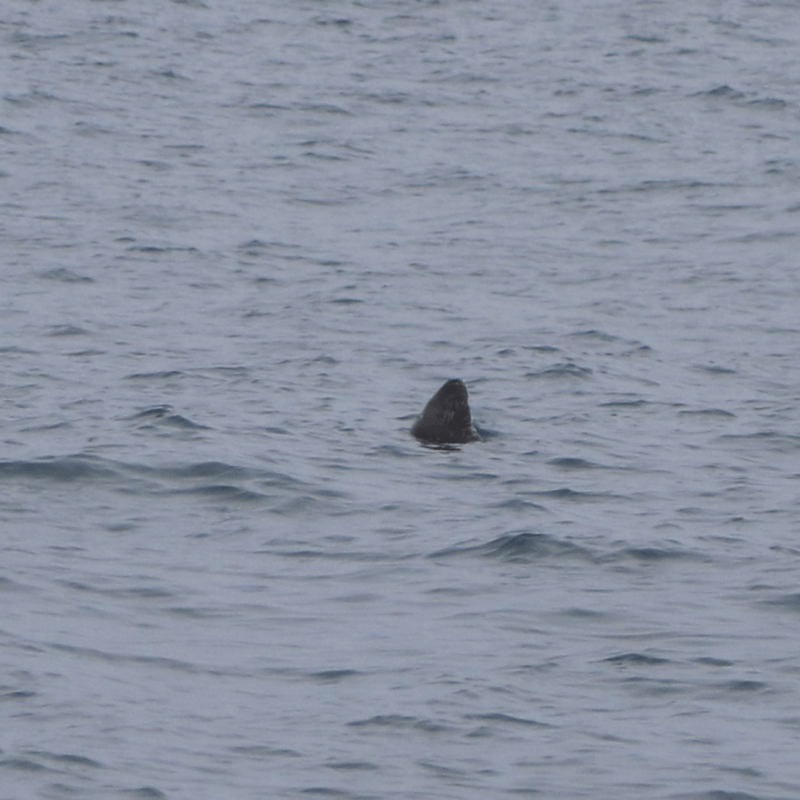 Grey seal sleeping in water