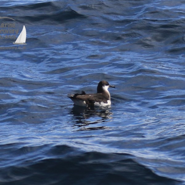 Manx shearwater