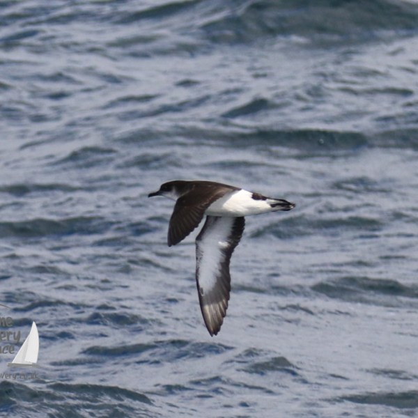 Manx shearwater