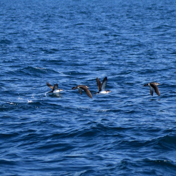 Manx shearwaters