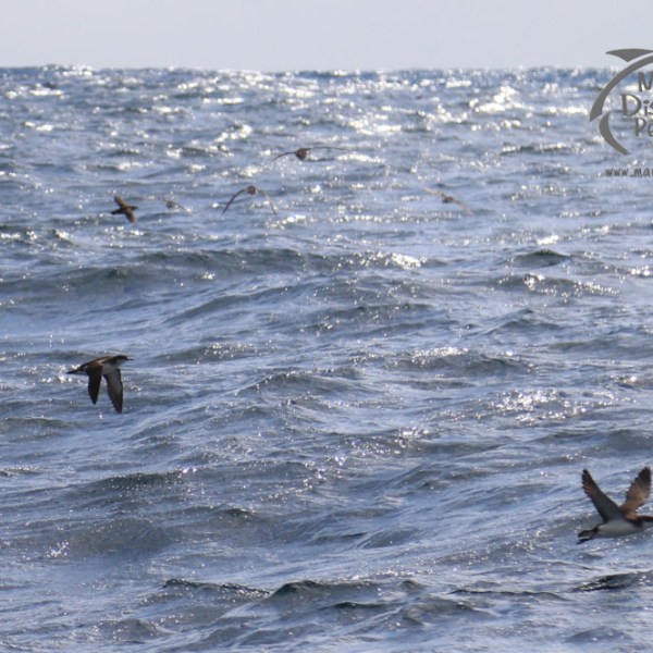 Manx shearwaters