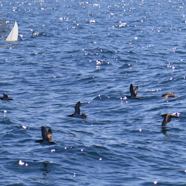 Manx shearwaters