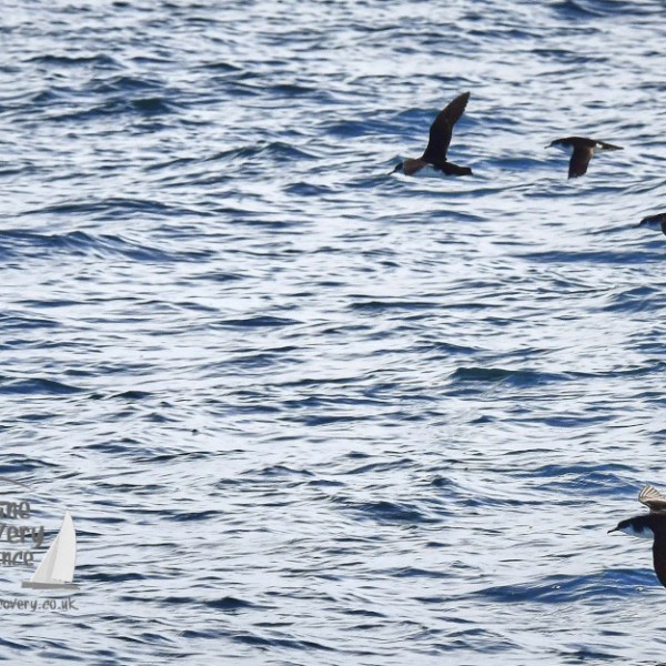 Manx shearwaters