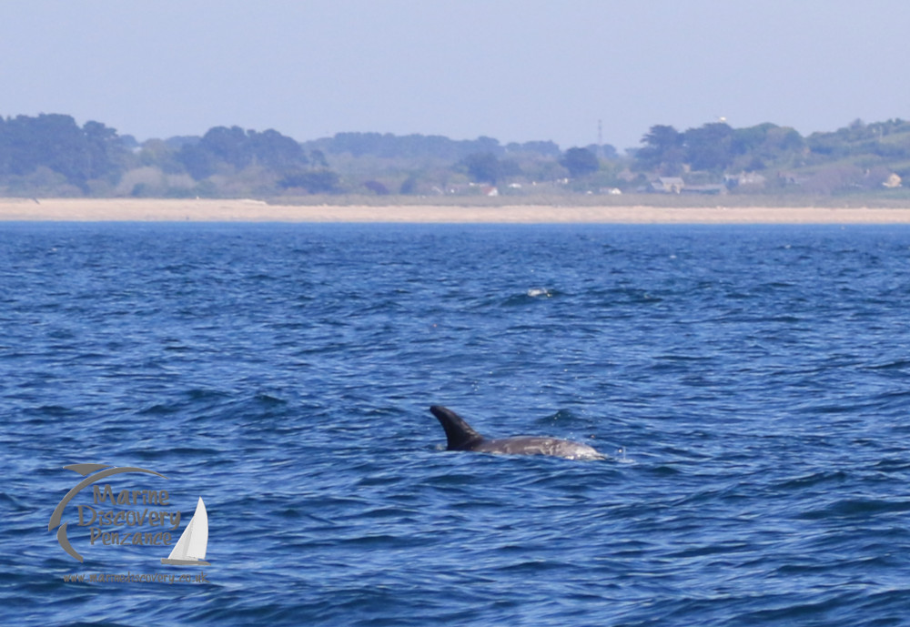 Risso's dolphin