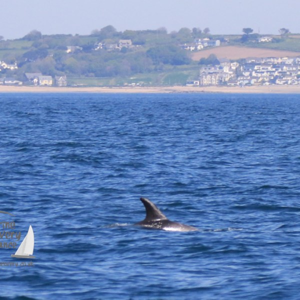 Risso's dolphin
