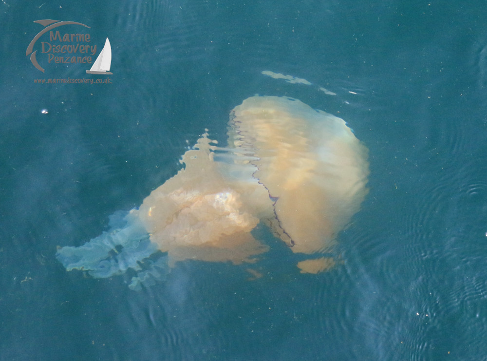 barrel jellyfish