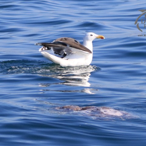 black backed gull scavenging