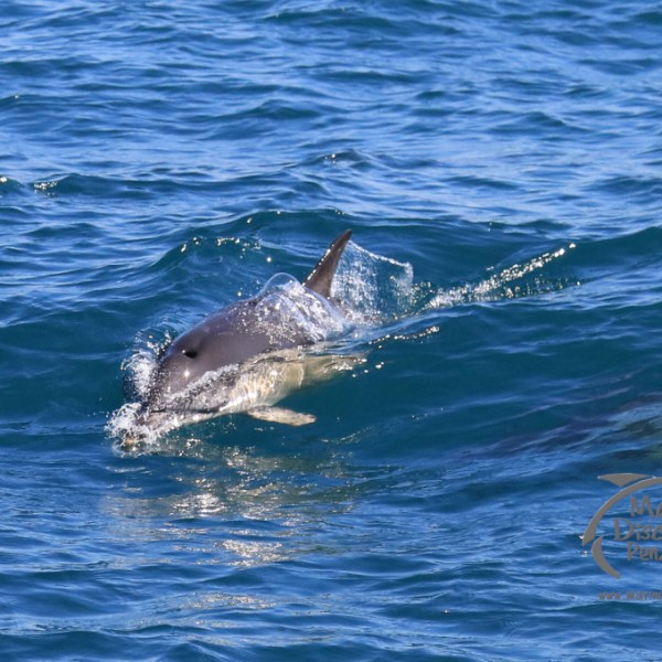 common dolphin