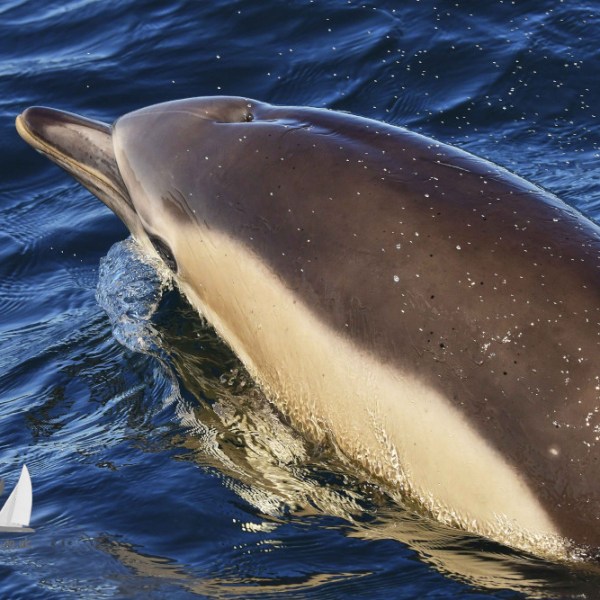 common dolphin