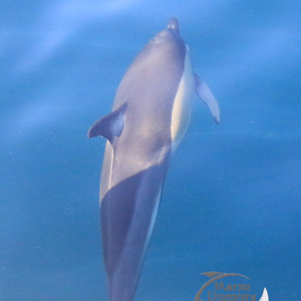 common dolphin