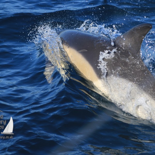 common dolphin