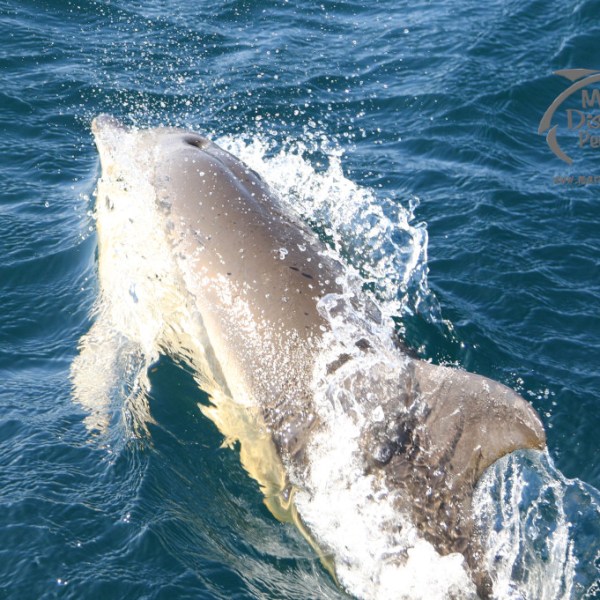 common dolphinr