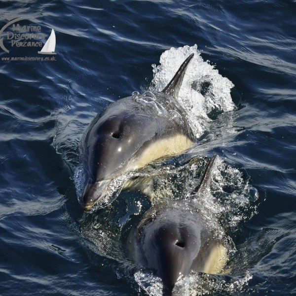 common dolphins