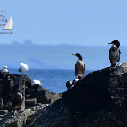 cormorant and shag