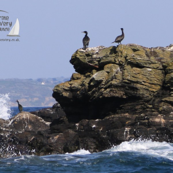 cormorants and shag