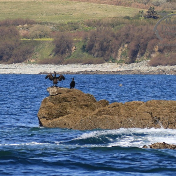 cormorants