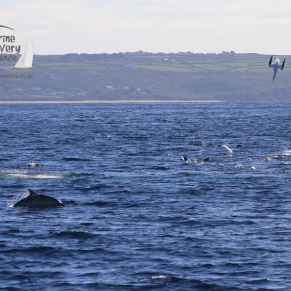 feeding dolphin and gannet