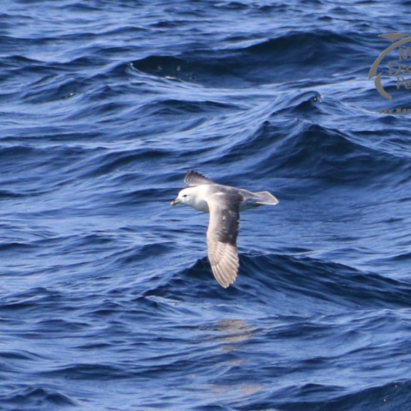 fulmar
