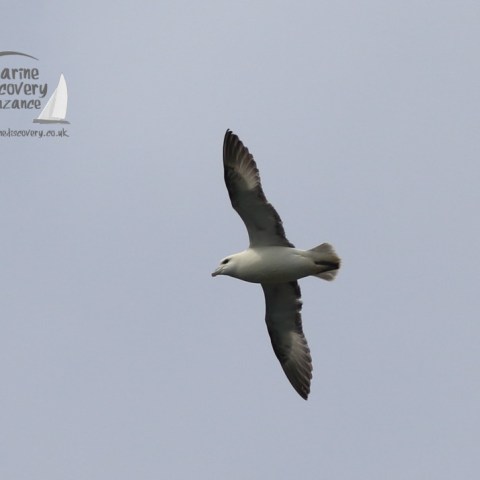 fulmar