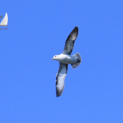 fulmar