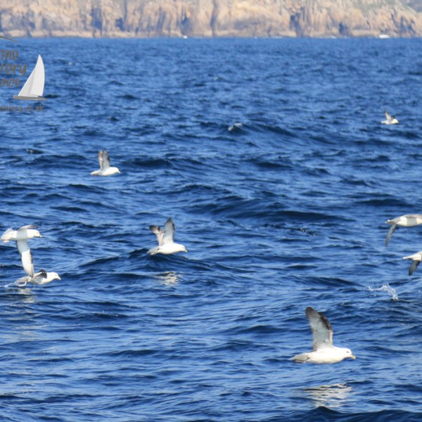 fulmars