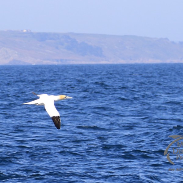 gannet