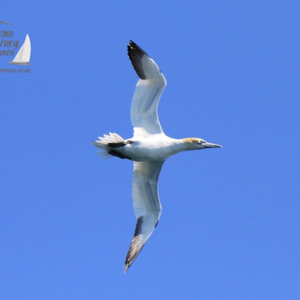 gannet