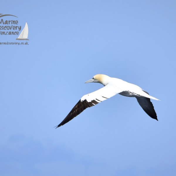 a bird flying in the air