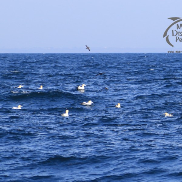 gannets and shearwaters