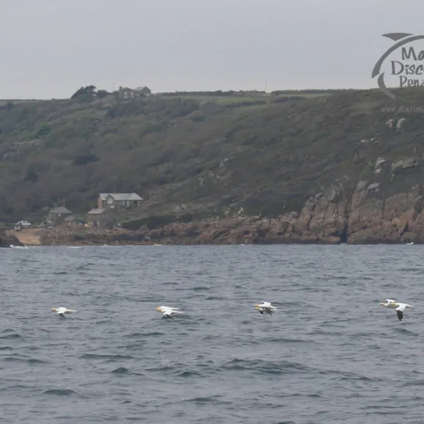 gannets