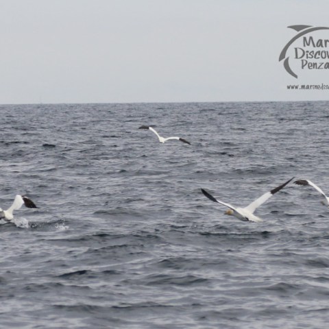gannets
