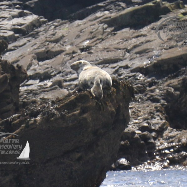 grey seal