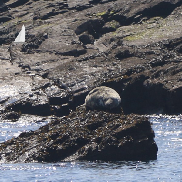 grey seal